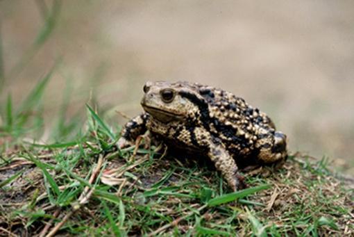 为什么青蛙和蟾蜍长得像(你知道青蛙与蟾蜍的区别吗)(3)