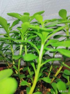 ​养心菜怎么吃(养心菜怎么吃有什么功效)