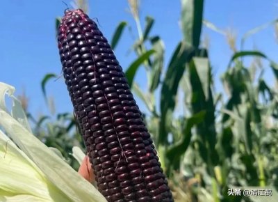 ​高产玉米种子排行（5个优质丰产玉米品种推荐）