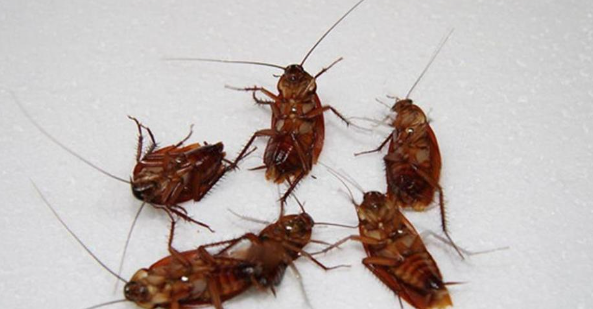 下水道有蟑螂怎么处理,蟑螂从卫生间下水道爬上来怎么办图4