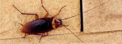 ​下水道有蟑螂怎么处理,蟑螂从卫生间下水道爬上来怎么办