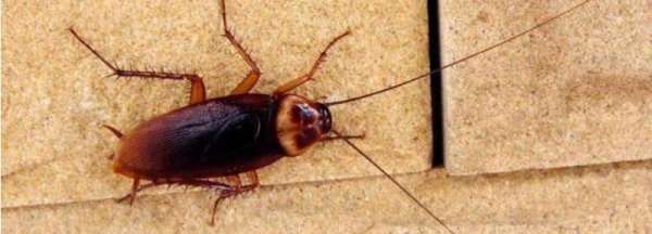 下水道有蟑螂怎么处理,蟑螂从卫生间下水道爬上来怎么办图1