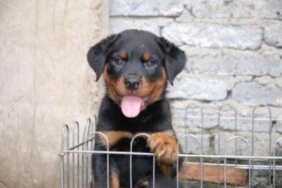 ​垂耳兔正确饲养方法？垂耳兔怎么饲养需要注意什么？