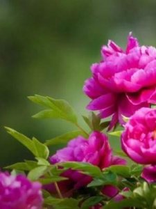 ​牡丹是国花吗(牡丹花)