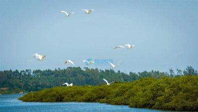 ​海南红树林的作用,红树林的特征及作用是什么