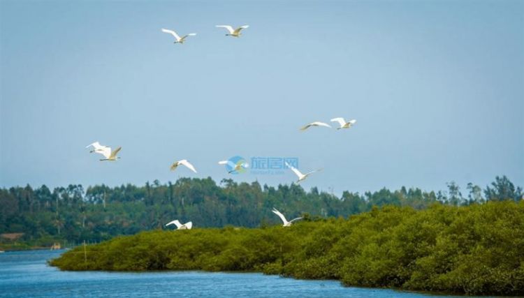 红树林的特征及作用是什么