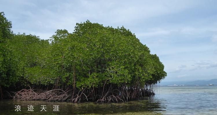 红树林的主要作用是什么