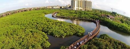 红树林对身体有什么好处