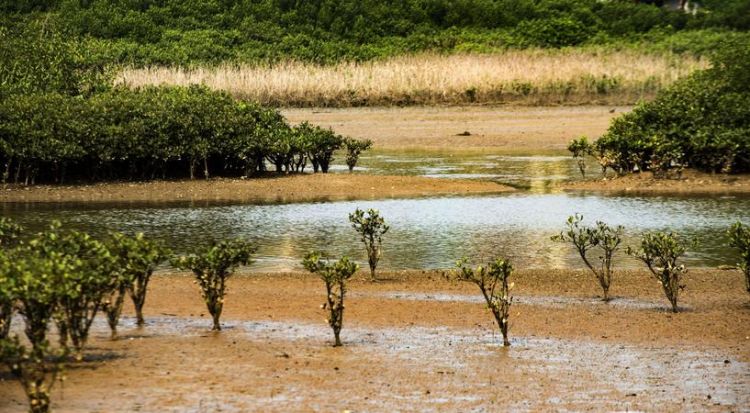 红树林的生态意义与经济价值体现在哪里呢