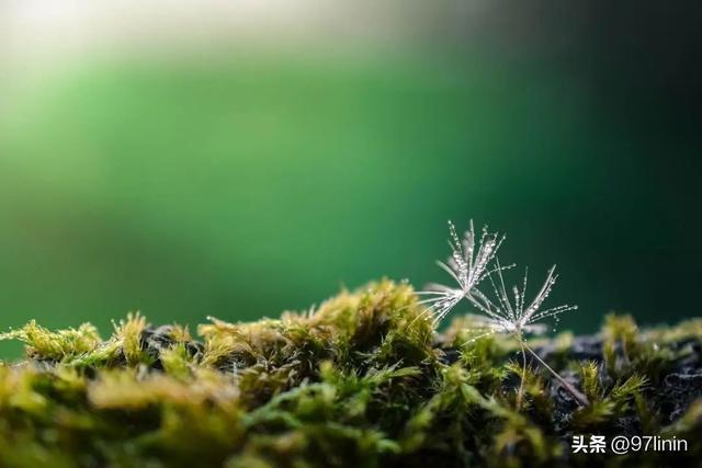 静静聆听大自然的旋律(自然乐章在奏响)(8)