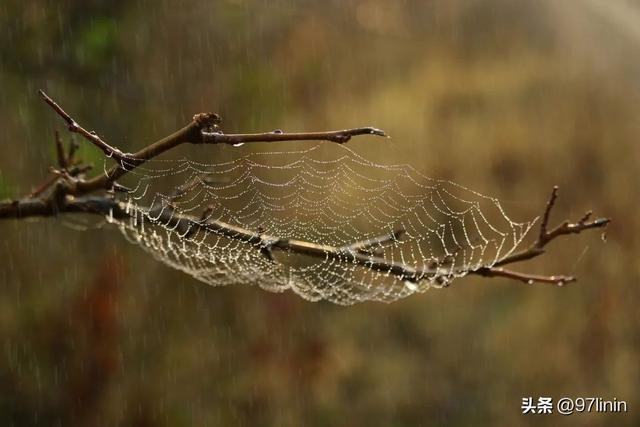 静静聆听大自然的旋律(自然乐章在奏响)(14)