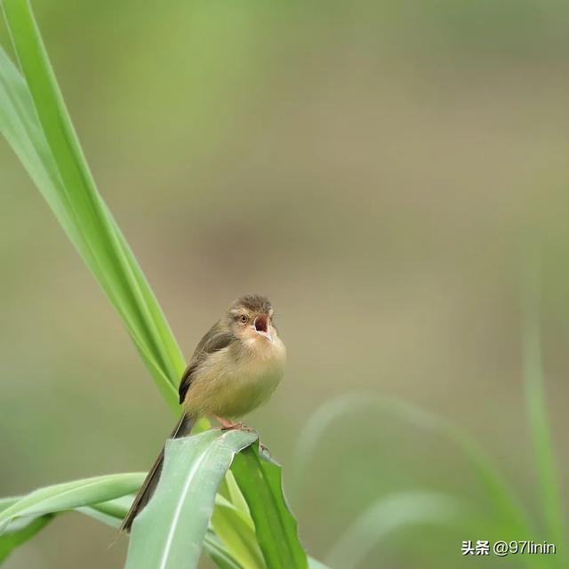 静静聆听大自然的旋律(自然乐章在奏响)(9)