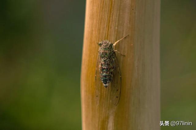 静静聆听大自然的旋律(自然乐章在奏响)(6)