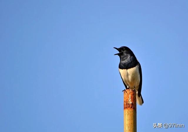静静聆听大自然的旋律(自然乐章在奏响)(10)