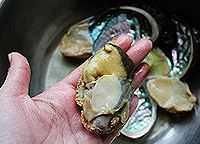 鲍鱼主要吃什么部位,鲍鱼身上绿的是什么?图29