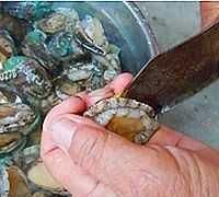 鲍鱼主要吃什么部位,鲍鱼身上绿的是什么?图16