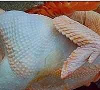 鲍鱼主要吃什么部位,鲍鱼身上绿的是什么?图21