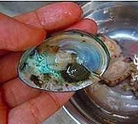 鲍鱼主要吃什么部位,鲍鱼身上绿的是什么?图19