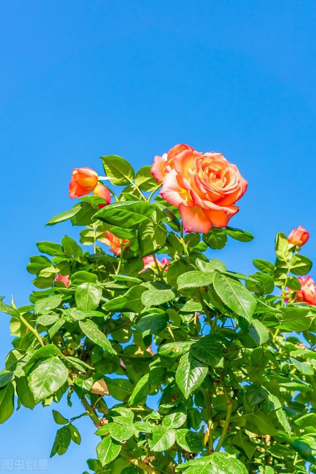 超实用的11个生活小窍门(23个生活小窍门简单又给力)(5)