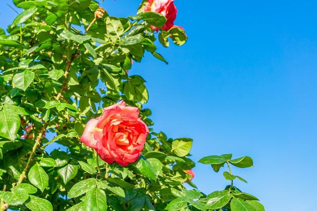 超实用的11个生活小窍门(23个生活小窍门简单又给力)(2)