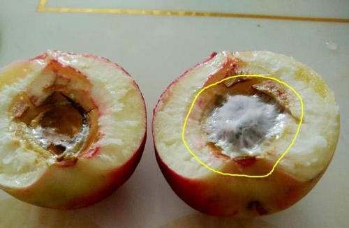 桃子中间核发霉能吃么,桃子外面好里面核发霉了能吃吗图3