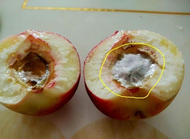 桃核发霉了肉是正常的能吃吗