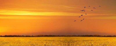 ​蜂鸟的特点 蜂鸟的外形特点描写