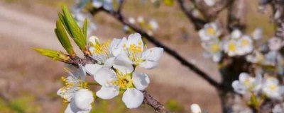 ​梨花的外形和特点描写