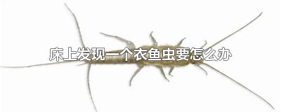 ​床上发现一个衣鱼虫要怎么办
