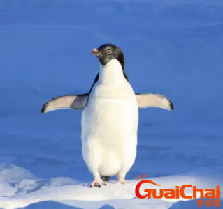 ​企鹅是鹅吗？企鹅到底是什么？