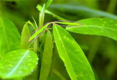 ​跳舞草常见病虫害是什么？跳舞草怎么预防病虫害？