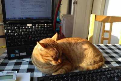 ​猫的智商能有多高