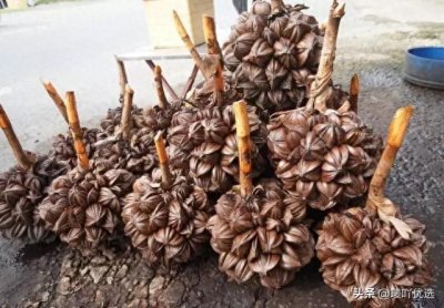 ​长在水里椰子你吃过吗？水椰子一个天马流星果！