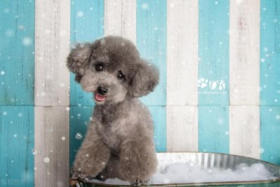 ​狗狗得了细小后该如何快速自救，铲屎官看过来