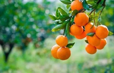 ​色彩的魅力——橙色