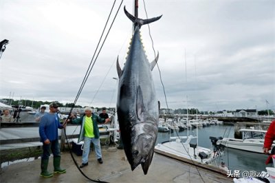 ​世界十大名贵海鱼排名，一条顶一套房