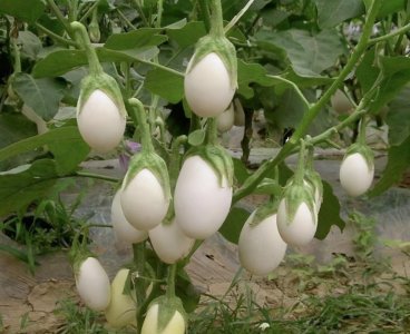 ​阳台别空着，种点“白鸡蛋”，即可观赏又能食用，吃一茬又长一茬