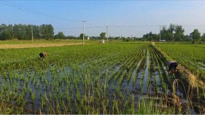 ​阜阳阜南：王化镇万沟村立足地域优势发展红贡米产业