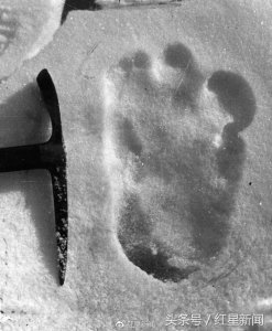 ​科学家解密：让人痴迷的“雪怪”，竟只是“熊出没”？