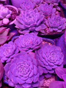 ​多肉篮姬莲日常养护和注意事项