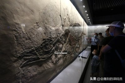 ​你吃过鱼，但你见过“鱼龙”吗？就在我国贵州曾经就是鱼龙的天堂