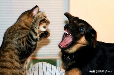 ​为什么犬科动物就是干不过猫科动物？今天总算明白了