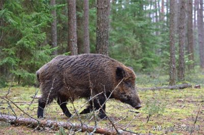 ​打死野猪犯法吗？野猪是几级保护动物？可以吃吗？