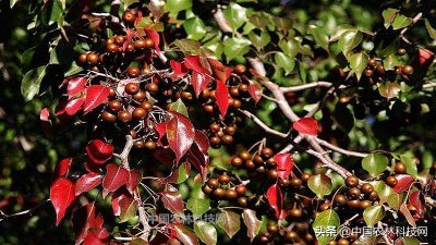 ​杜梨，值得关注的乡土树种，浑身是宝，用途广泛