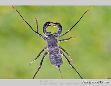 ​鞭蝎，一种看似威武却无毒，受惊扰了就喷你一脸“醋酸”的小动物