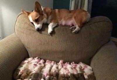 ​在一窝幼犬中，如何挑到“狗王”？看这5个方面就好