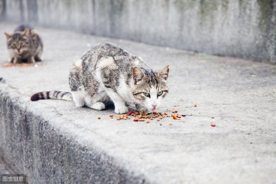 ​如何定义流浪猫？不被家养的就是流浪猫吗？