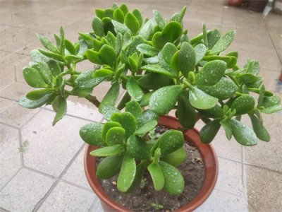 ​自带盆景范的玉树，却是一种懒人花，5月出状态后“艺术感”十足