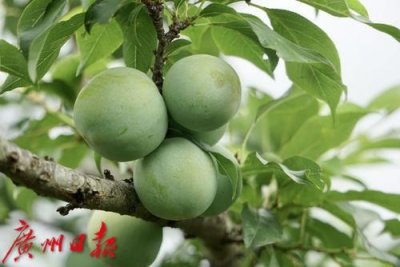 ​从化三华李大丰收，五月下旬上市