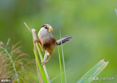 ​“鸟中大熊猫”震旦鸦雀，濒危的中国宝藏鸟